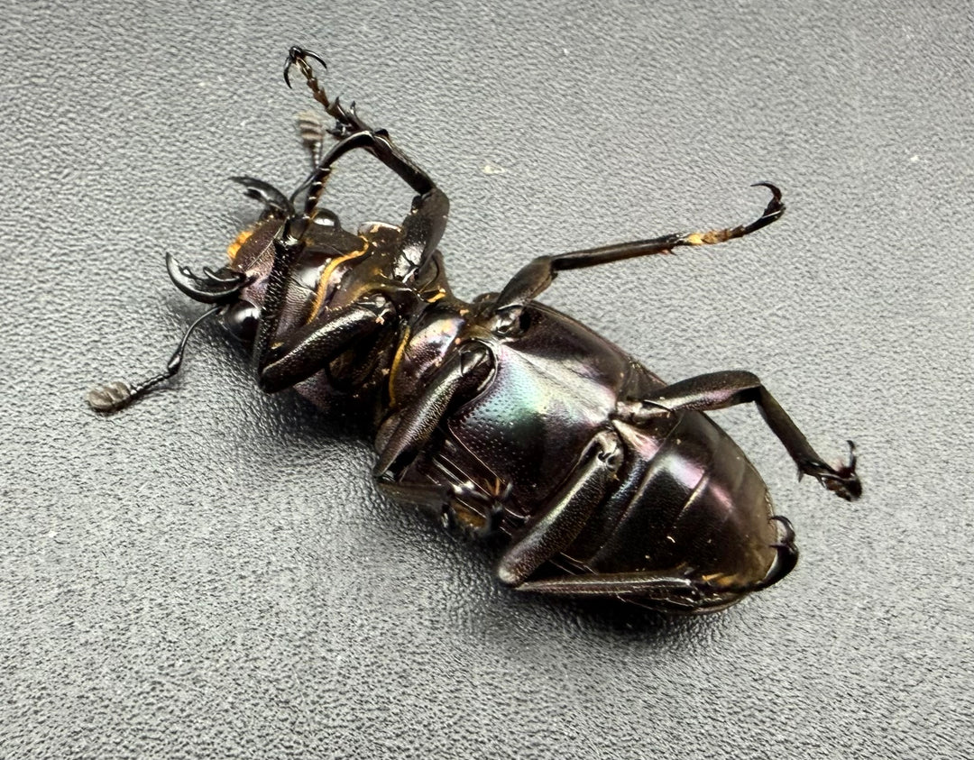 《メタリフェルホソアカ亜種フィナエ パープル系 71.5mm ペア》