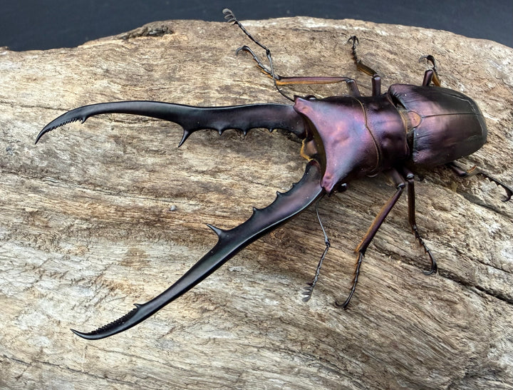 《メタリフェルホソアカ亜種フィナエ パープル系 84.5mm ペア》