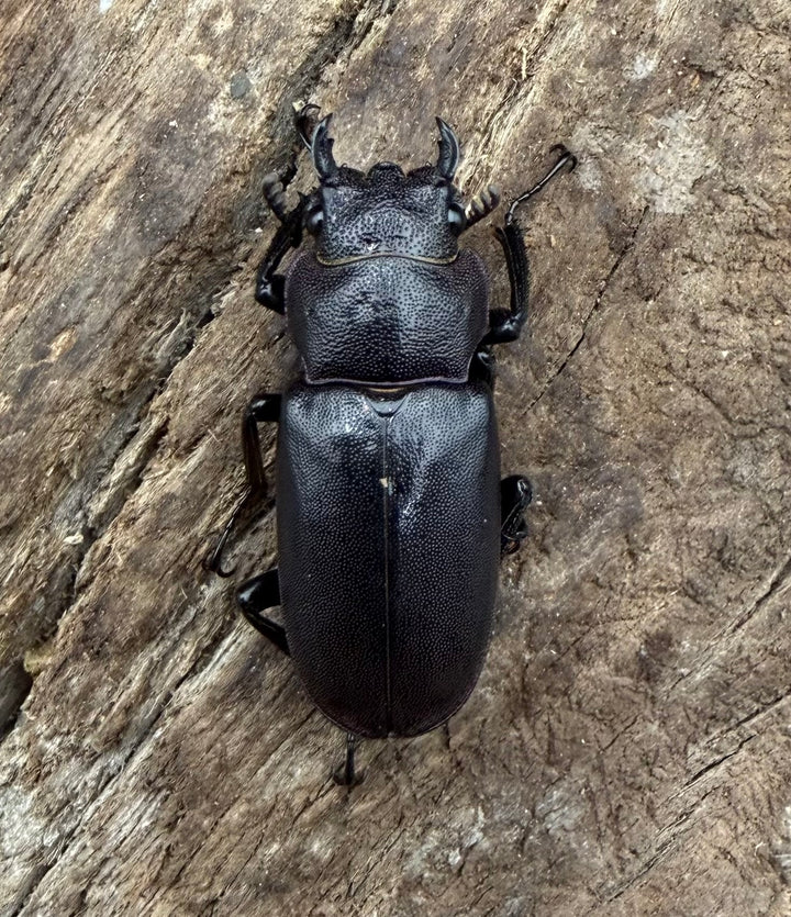 《メタリフェルホソアカ亜種フィナエ パープル系 84.5mm ペア》