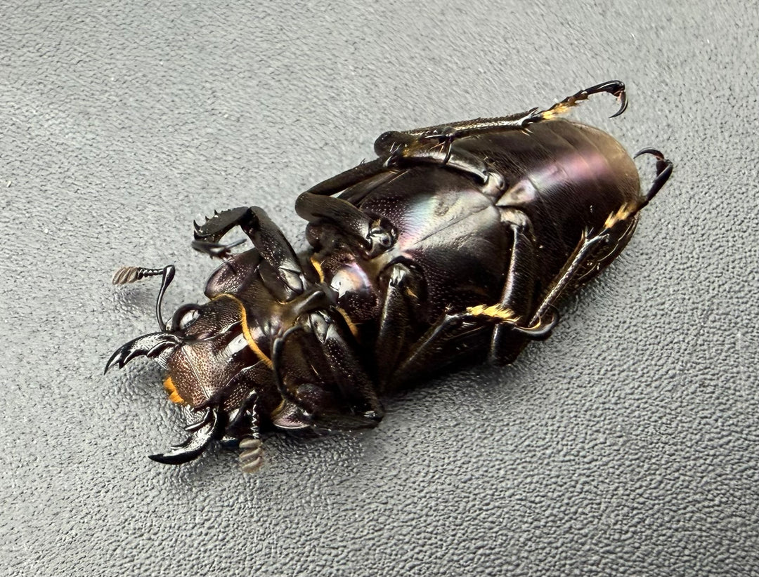 《メタリフェルホソアカ亜種フィナエ パープル系 84.5mm ペア》