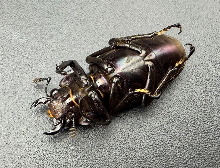 《メタリフェルホソアカ亜種フィナエ パープル系 84.5mm ペア》