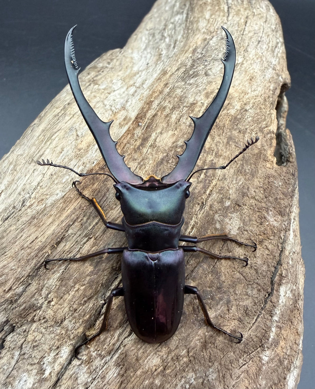 《メタリフェルホソアカ亜種フィナエ パープル系 67.5mm ペア》