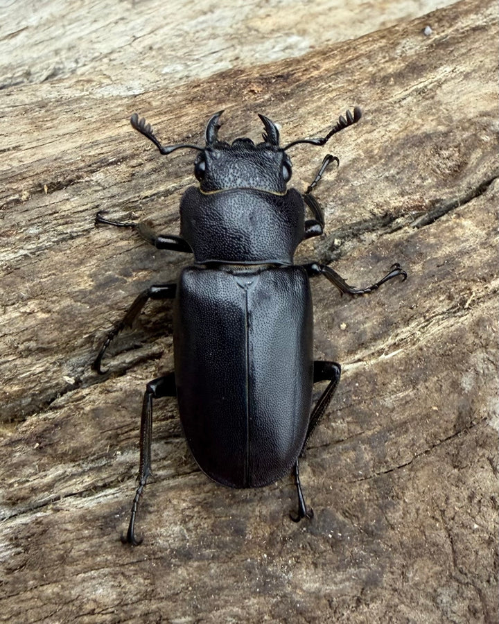 《メタリフェルホソアカ亜種フィナエ パープル系 67.5mm ペア》