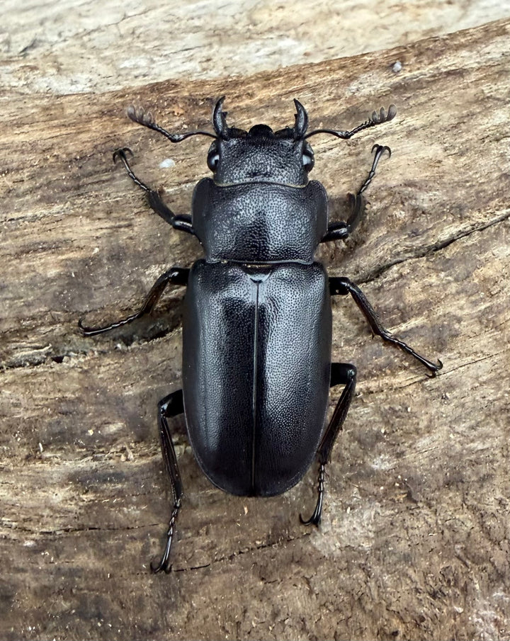 《メタリフェルホソアカ亜種フィナエ パープル系 68.5mm ペア》