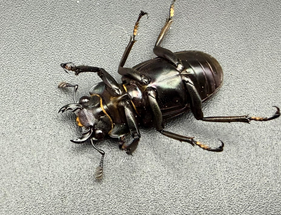 《メタリフェルホソアカ亜種フィナエ パープル系 68.5mm ペア》