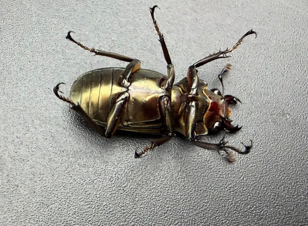 《メタリフェルホソアカ亜種サンギレンシス 25mm ♀単》