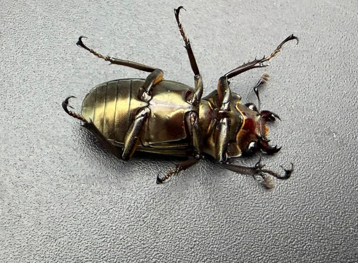 《メタリフェルホソアカ亜種サンギレンシス 25mm ♀単》
