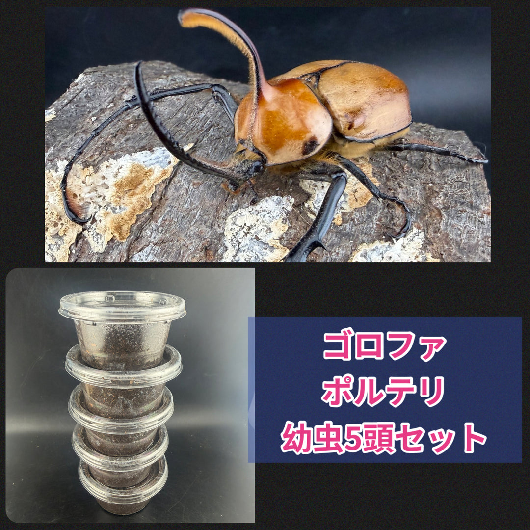 《ゴロファ・ポルテリ 幼虫5頭セット》