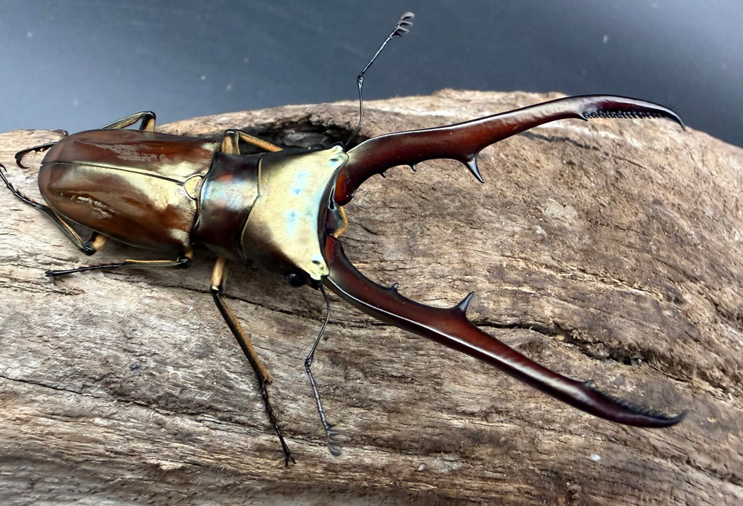 《メタリフェルホソアカ亜種サンギレンシス 71mm ペア》