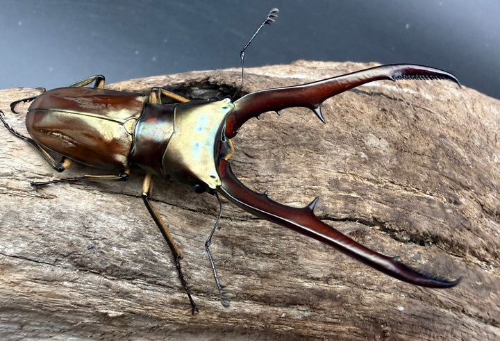 《メタリフェルホソアカ亜種サンギレンシス 71mm ペア》