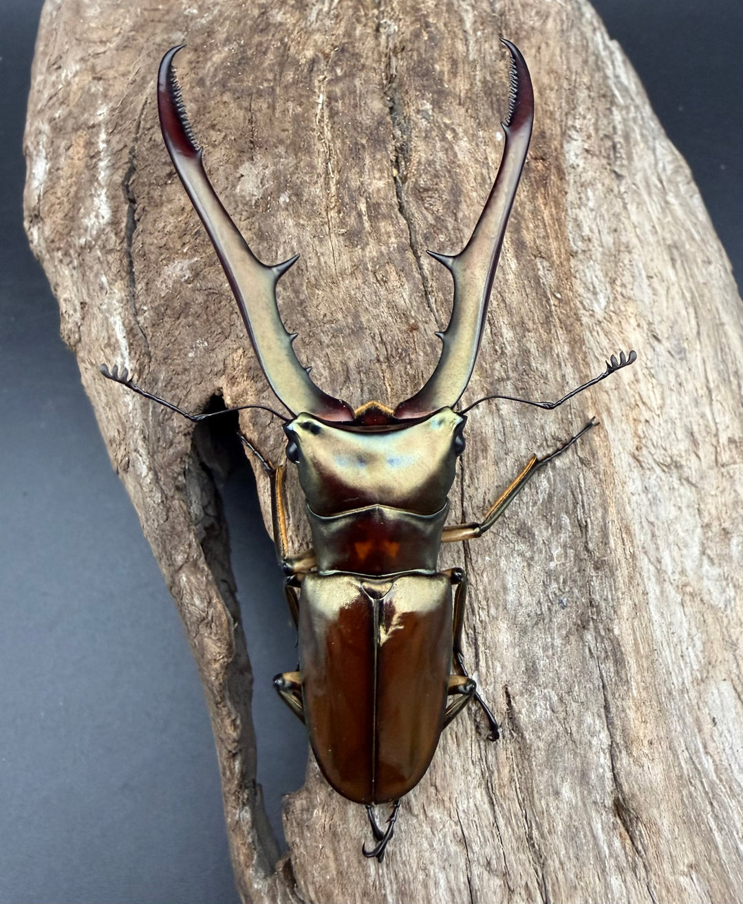 《メタリフェルホソアカ亜種サンギレンシス 71mm ペア》