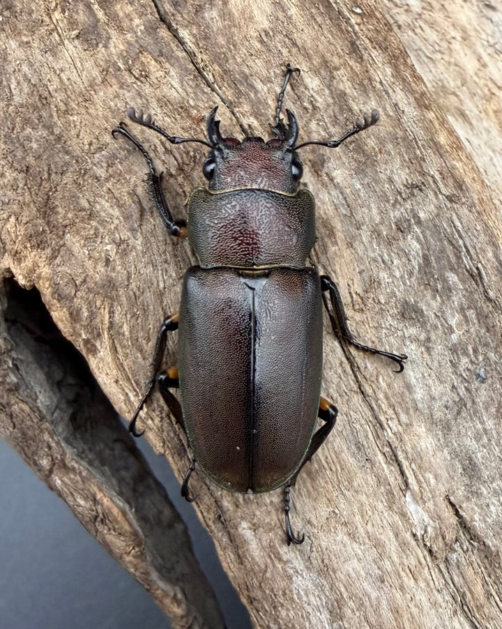 《メタリフェルホソアカ亜種サンギレンシス 71mm ペア》