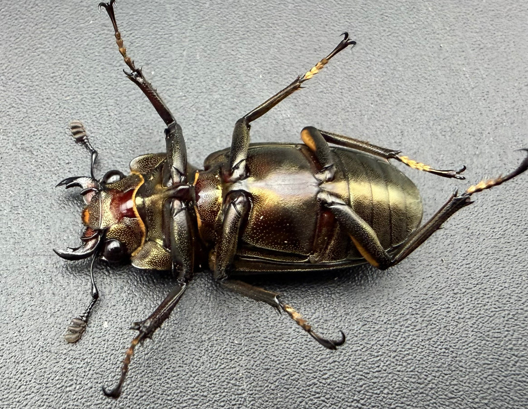 《メタリフェルホソアカ亜種サンギレンシス 71mm ペア》