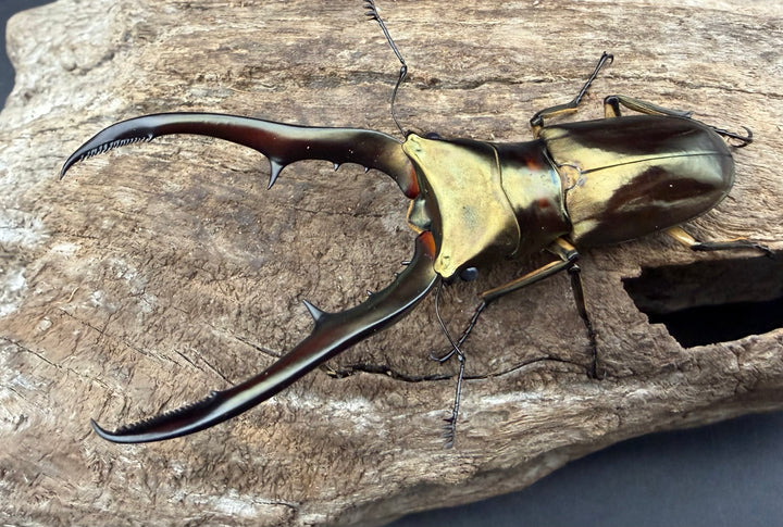 《メタリフェルホソアカ亜種サンギレンシス 69.5mm ペア》