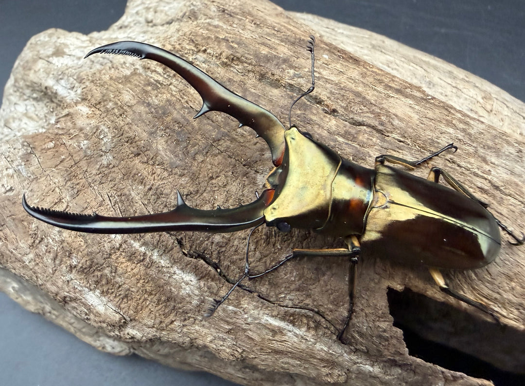 《メタリフェルホソアカ亜種サンギレンシス 69.5mm ペア》
