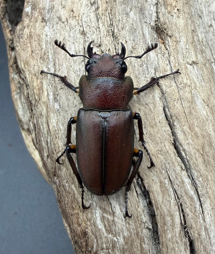 《メタリフェルホソアカ亜種サンギレンシス 69.5mm ペア》