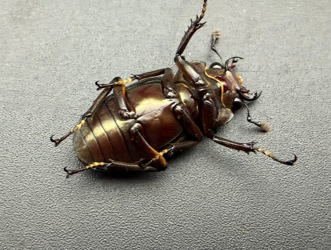 《メタリフェルホソアカ亜種サンギレンシス 69.5mm ペア》