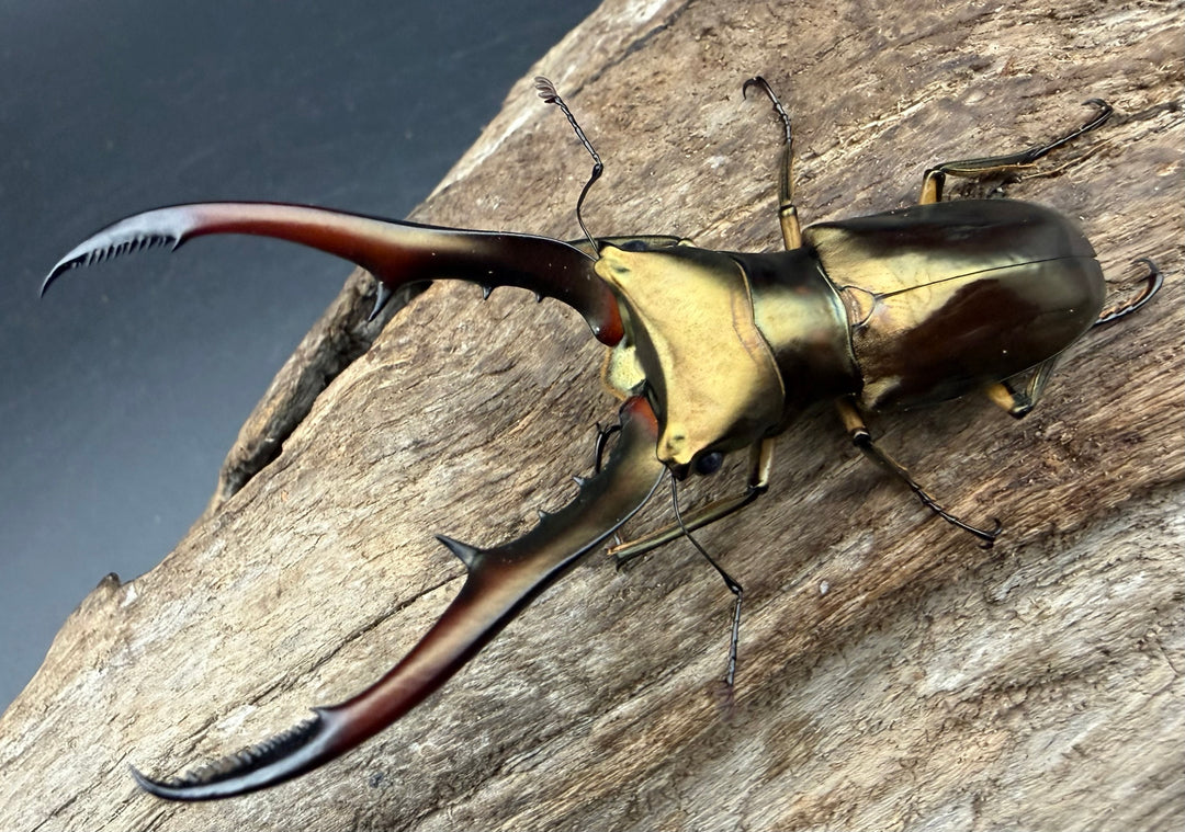 《メタリフェルホソアカ亜種サンギレンシス 68mm ペア》