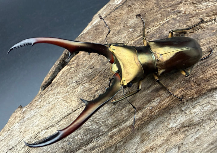 《メタリフェルホソアカ亜種サンギレンシス 68mm ペア》