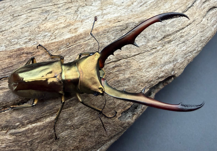 《メタリフェルホソアカ亜種サンギレンシス 68mm ペア》