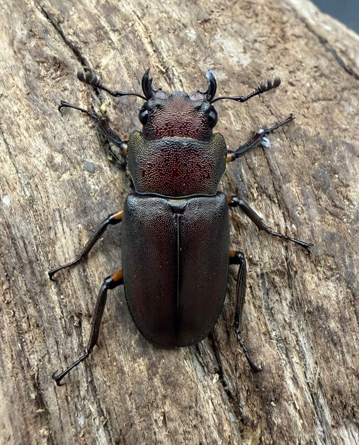 《メタリフェルホソアカ亜種サンギレンシス 68mm ペア》