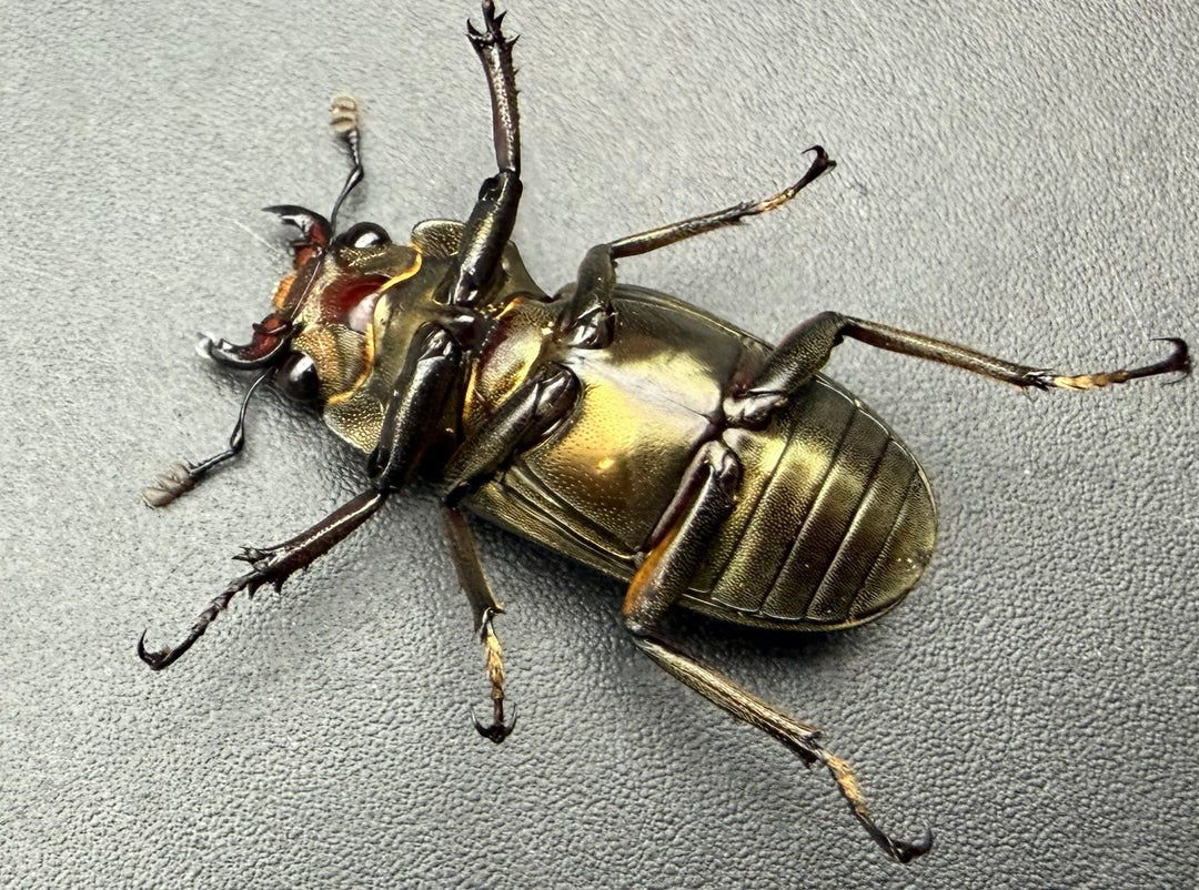 《メタリフェルホソアカ亜種サンギレンシス 68mm ペア》