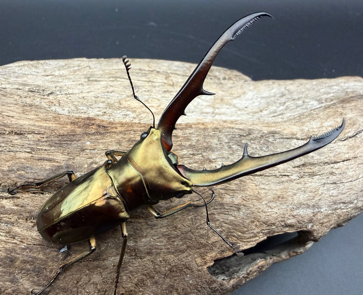 《メタリフェルホソアカ亜種サンギレンシス 72mm ペア》