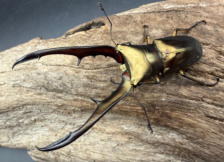 《メタリフェルホソアカ亜種サンギレンシス 72mm ペア》
