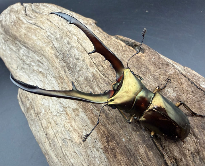 《メタリフェルホソアカ亜種サンギレンシス 72mm ペア》