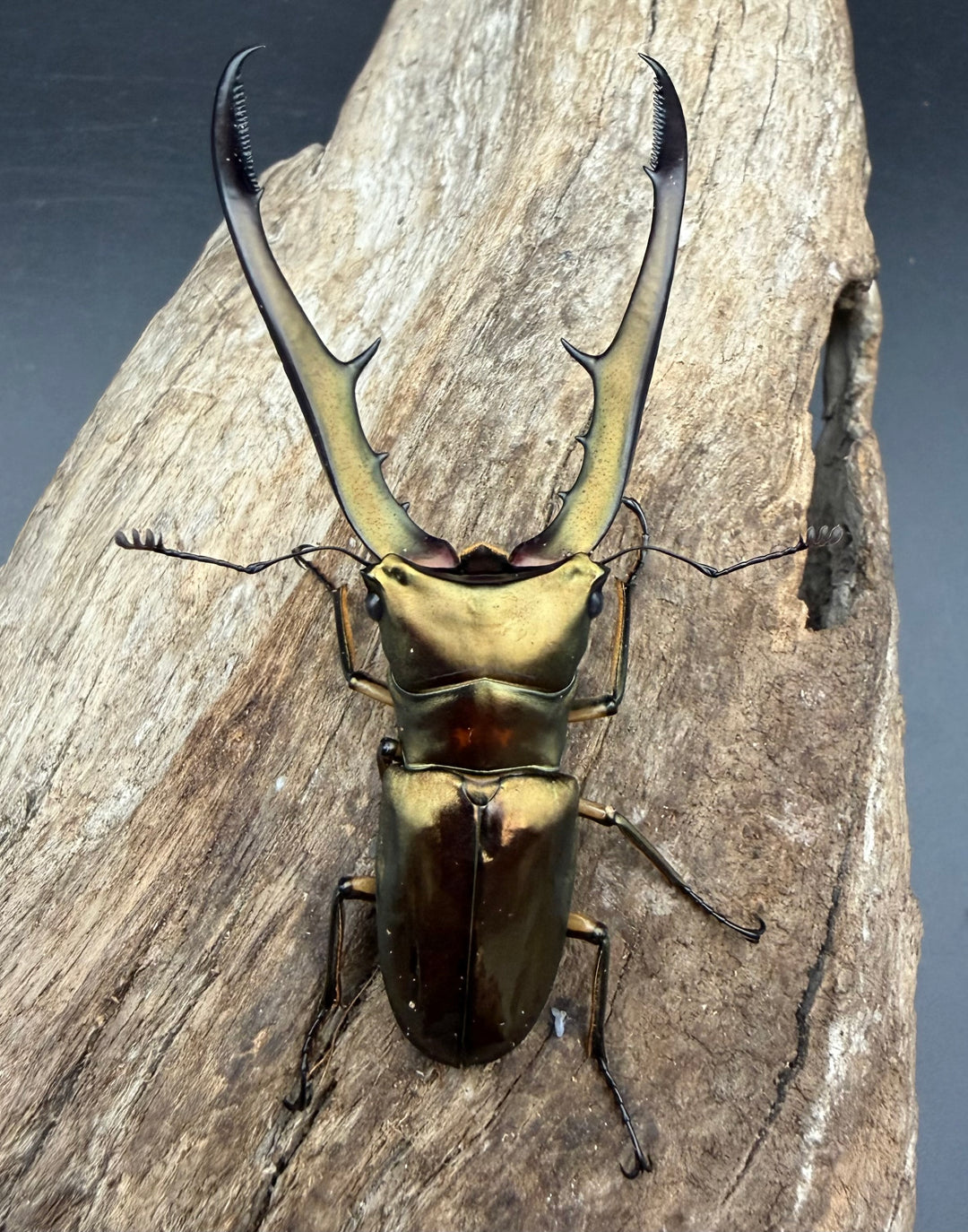 《メタリフェルホソアカ亜種サンギレンシス 72mm ペア》