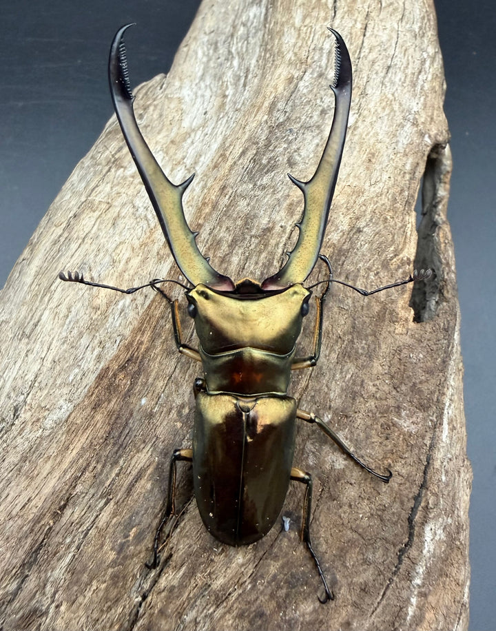 《メタリフェルホソアカ亜種サンギレンシス 72mm ペア》