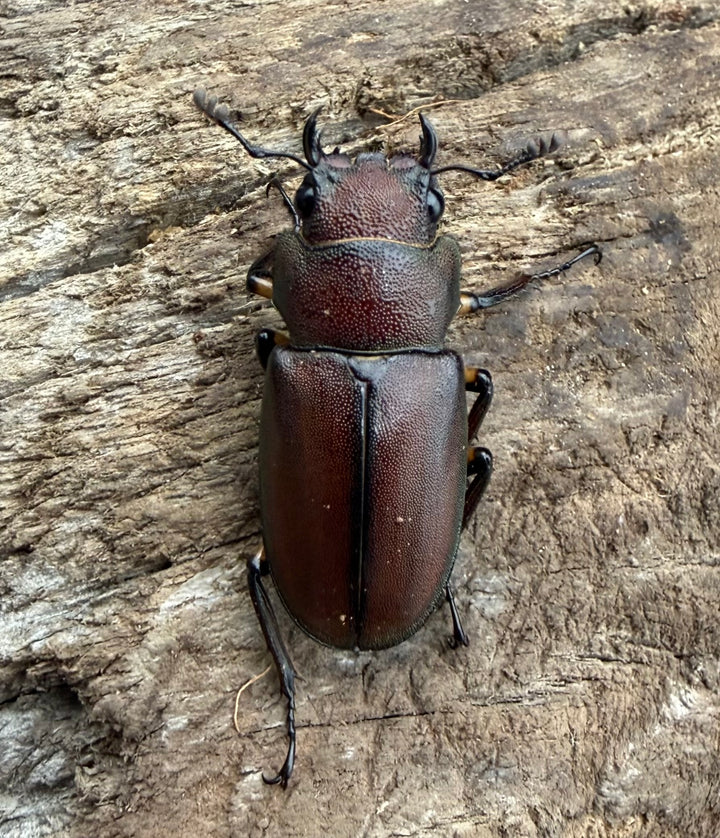 《メタリフェルホソアカ亜種サンギレンシス 72mm ペア》
