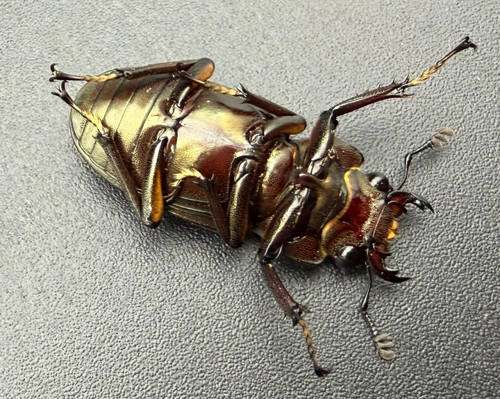 《メタリフェルホソアカ亜種サンギレンシス 72mm ペア》