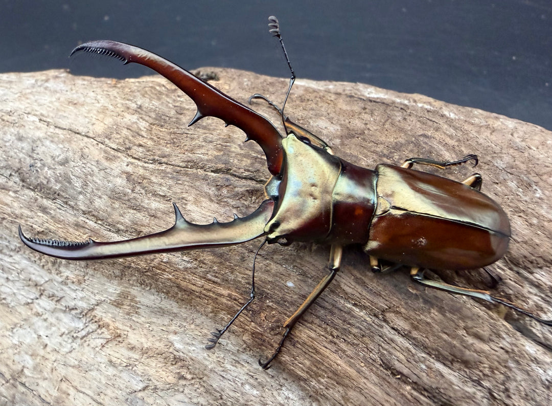 《メタリフェルホソアカ亜種サンギレンシス 70.5mm ペア》