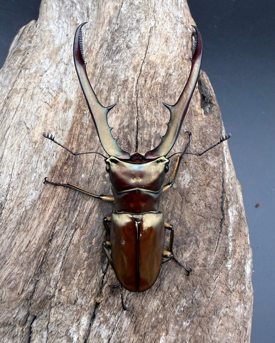 《メタリフェルホソアカ亜種サンギレンシス 70.5mm ペア》