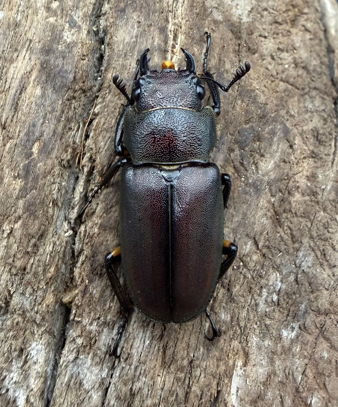 《メタリフェルホソアカ亜種サンギレンシス 70.5mm ペア》