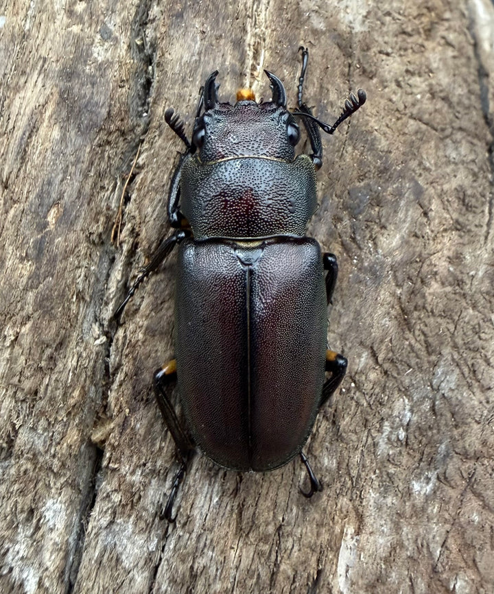 《メタリフェルホソアカ亜種サンギレンシス 70.5mm ペア》