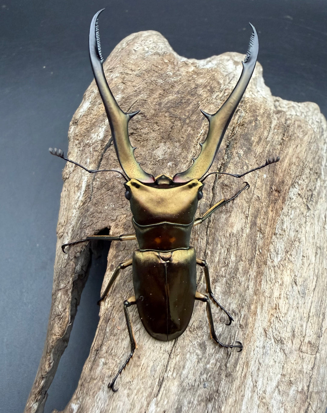 《メタリフェルホソアカ亜種サンギレンシス 70.5mm ペア》②