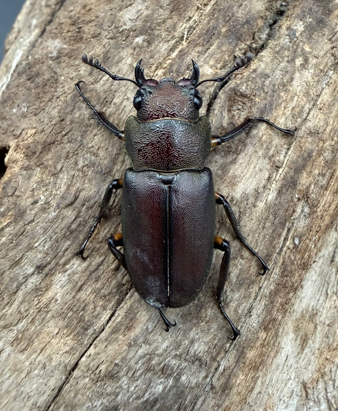 《メタリフェルホソアカ亜種サンギレンシス 70.5mm ペア》②