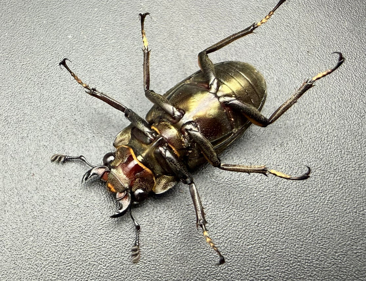《メタリフェルホソアカ亜種サンギレンシス 70.5mm ペア》②