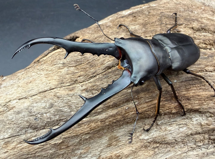 《メタリフェルホソアカ亜種フィナエ ブラック系 73mm ペア》わたくわ氏ブリード個体