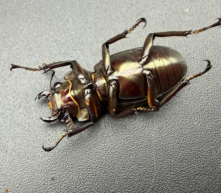 《メタリフェルホソアカ亜種サンギレンシス 25mm ♀単》