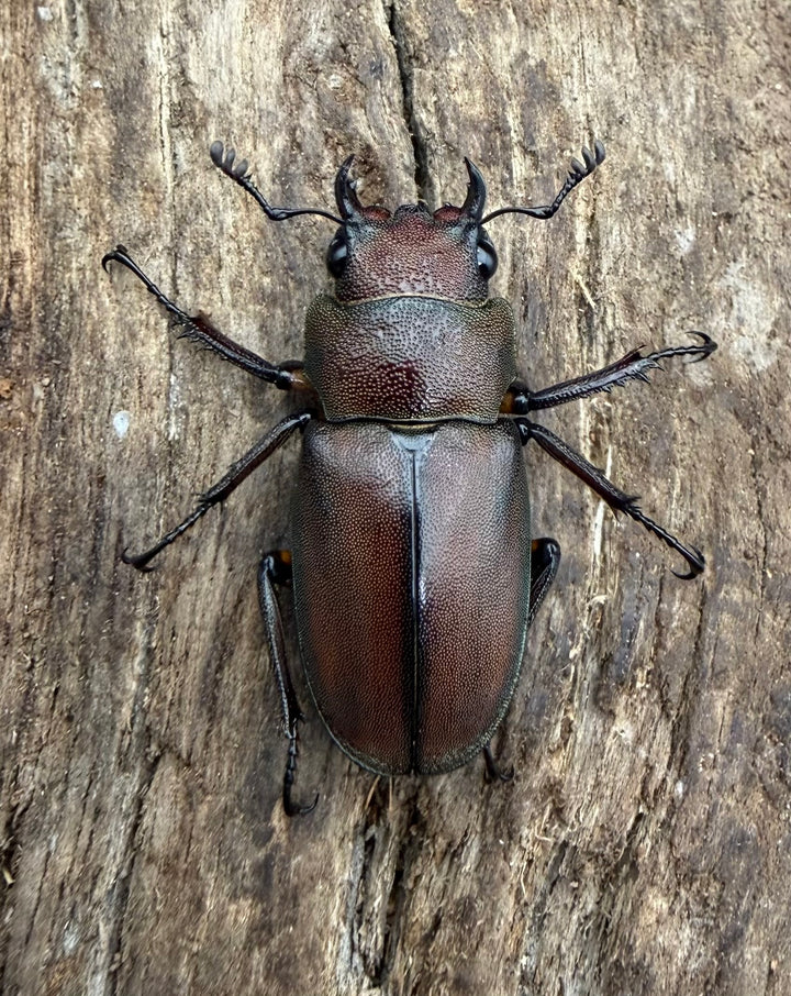 《メタリフェルホソアカ亜種サンギレンシス 25mm ♀単》