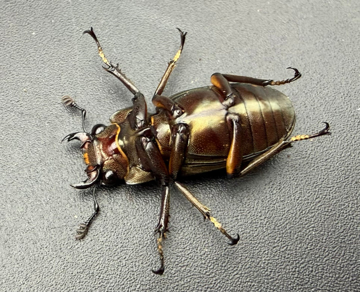 《メタリフェルホソアカ亜種サンギレンシス 25mm ♀単》