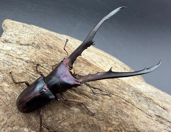 《メタリフェルホソアカ亜種フィナエ パープル系 79mm ペア》