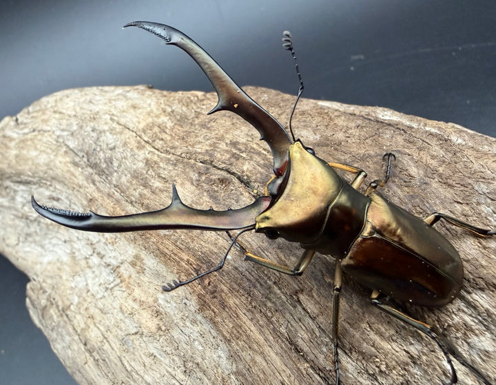 《メタリフェルホソアカ亜種サンギレンシス 69mm ペア》
