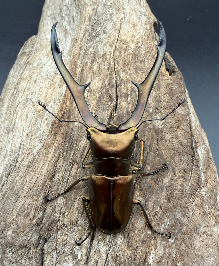 《メタリフェルホソアカ亜種サンギレンシス 69mm ペア》