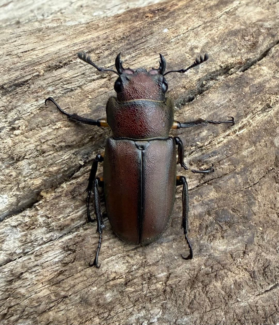《メタリフェルホソアカ亜種サンギレンシス 69mm ペア》