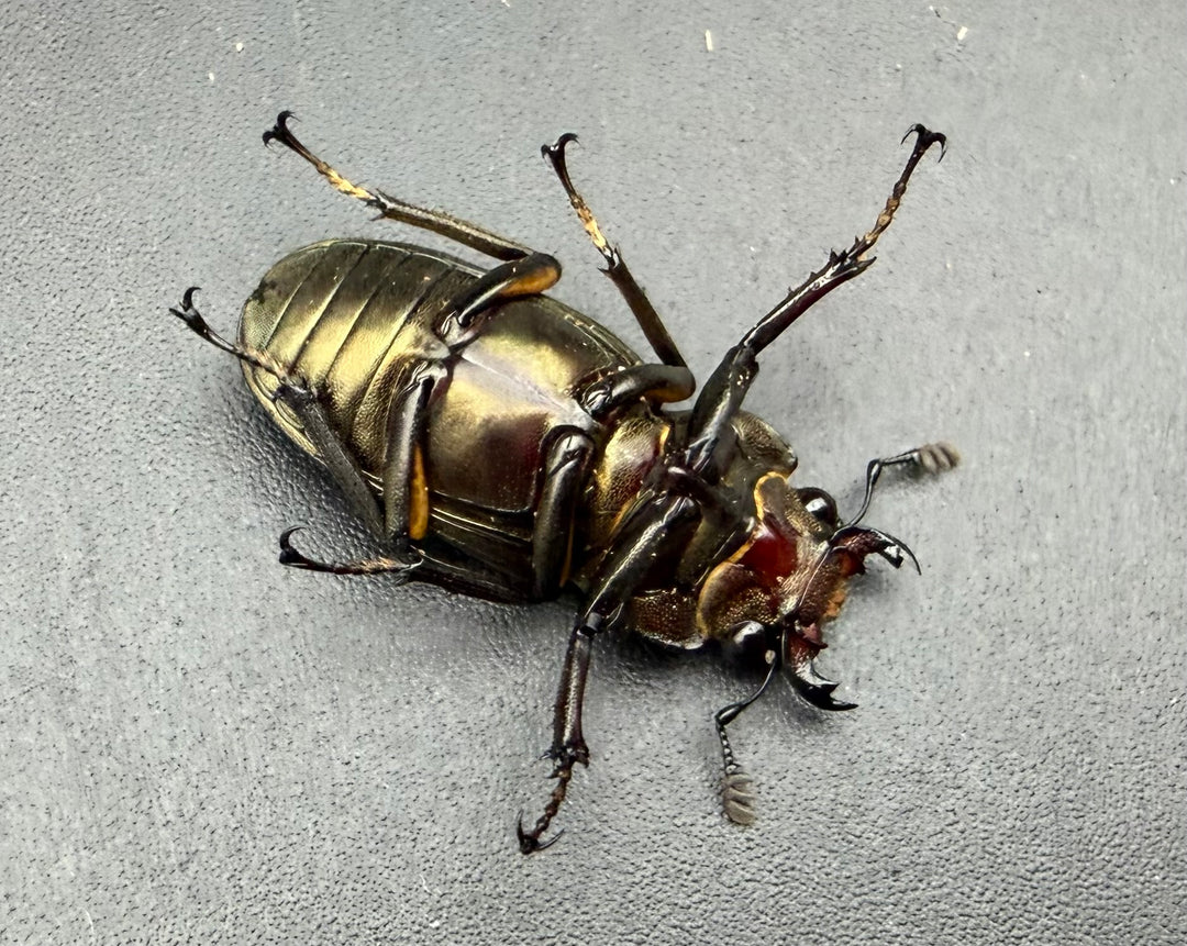 《メタリフェルホソアカ亜種サンギレンシス 69mm ペア》