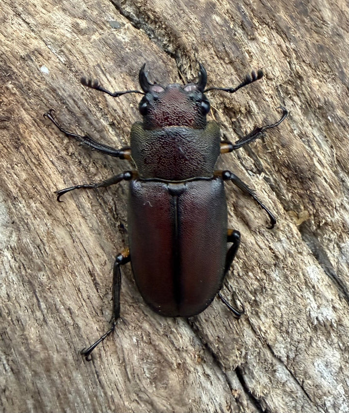 《メタリフェルホソアカ亜種サンギレンシス 68mm ペア》